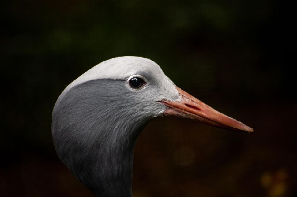 Free Image of Elegant crane s headshot with sharp beak in focus 