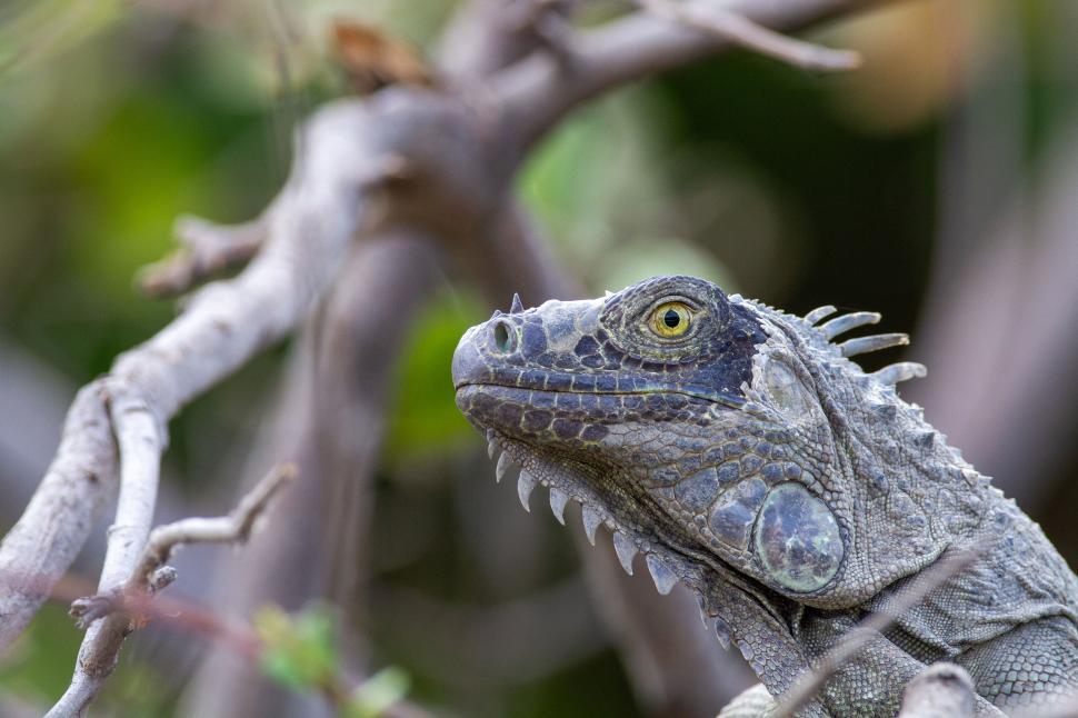 Free Image of Close-up of iguana with sharp features in the wild 