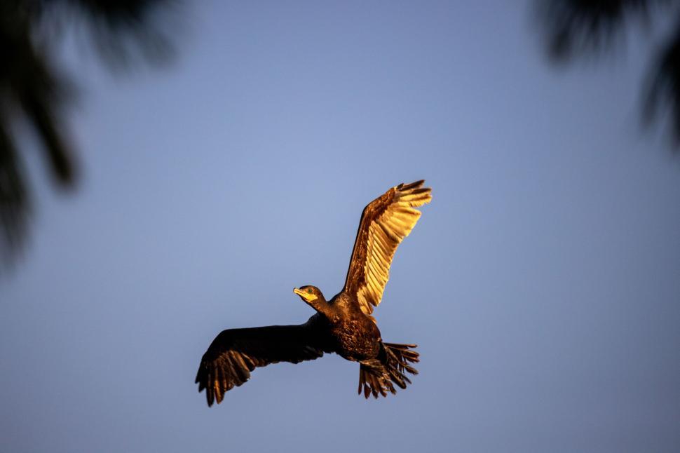 Free Image of Large bird soaring through the clear blue sky at dusk 