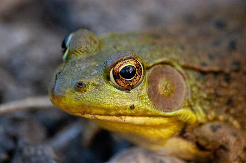 Free Image of Close-up image of a frog s face with detailed eyes 