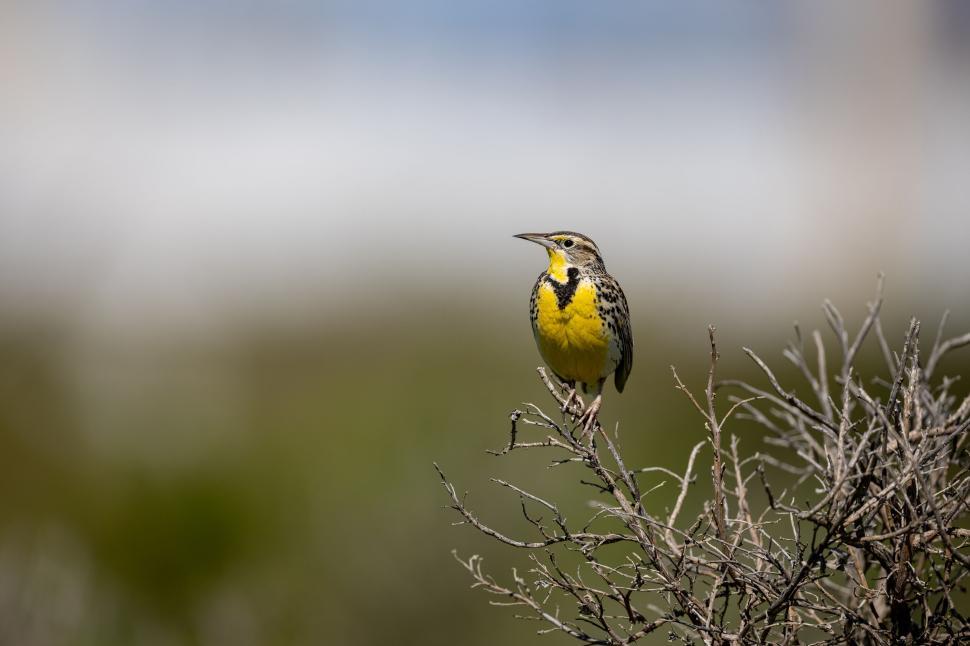 Free Image of Small yellow bird perched on barren bush in sunlight 