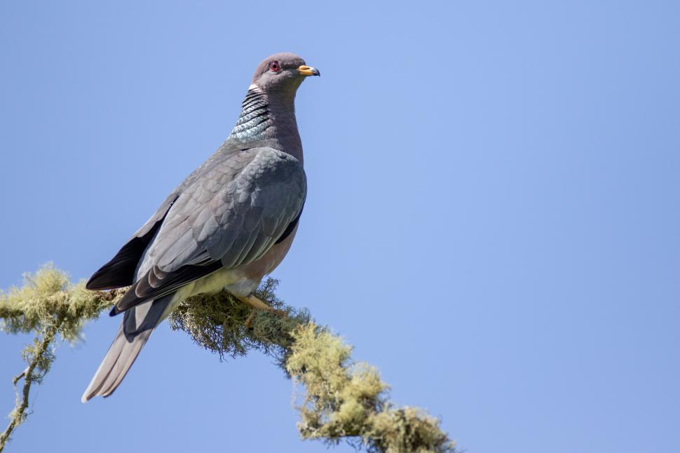 Free Image of Vibrantly colored pigeon resting on mossy tree branch 