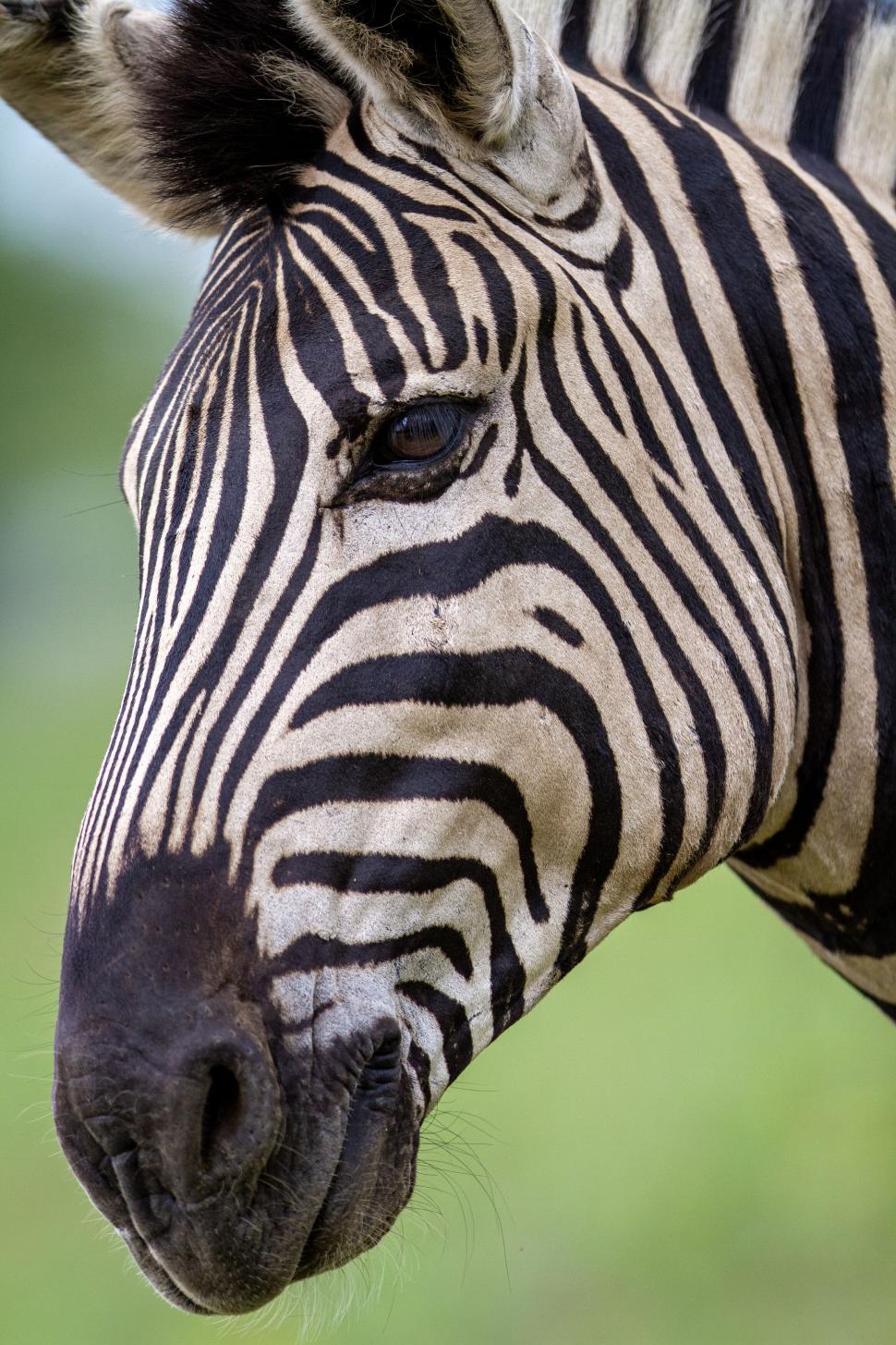Free Image of Striking portrait of a zebra with distinctive stripes 