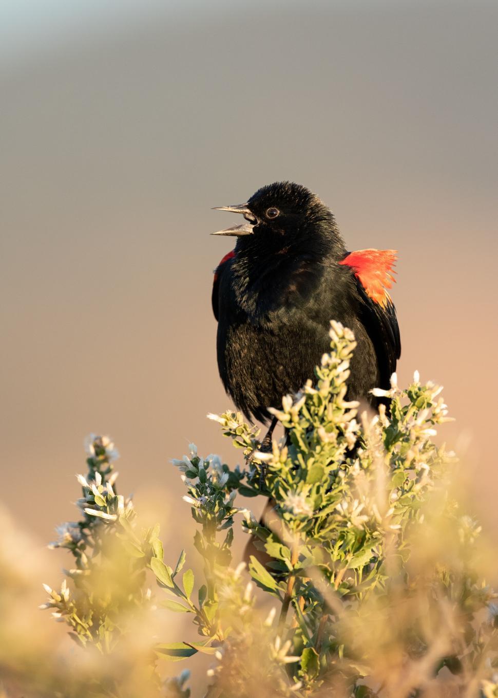 Free Image of Black bird with red markings perched on bush at dawn 
