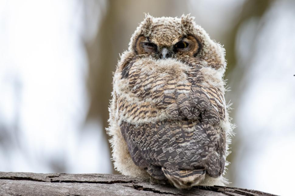 Free Image of A young owl perched on a branch in the wild 