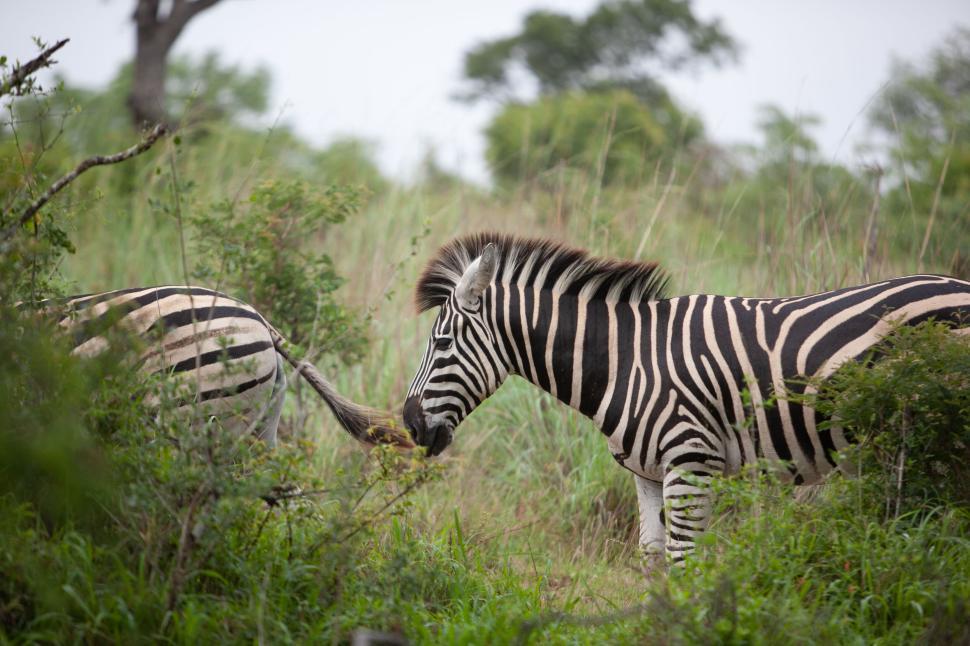 Free Image of A zebra in a lush green field with another zebra 