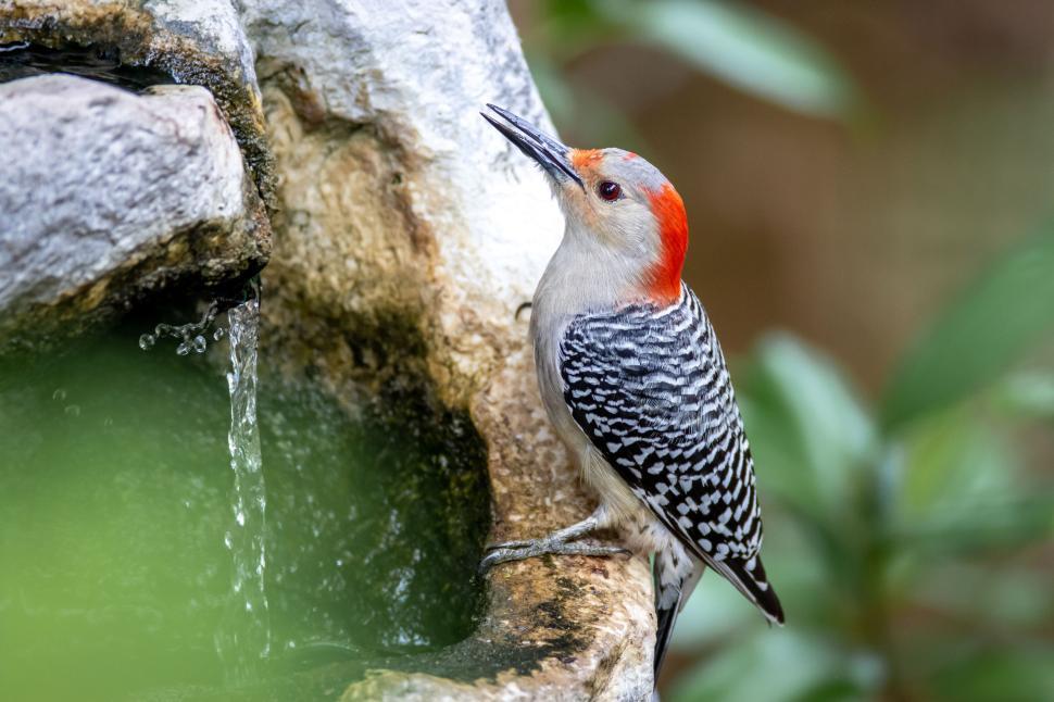 Free Image of A woodpecker perched on a rock near flowing water 