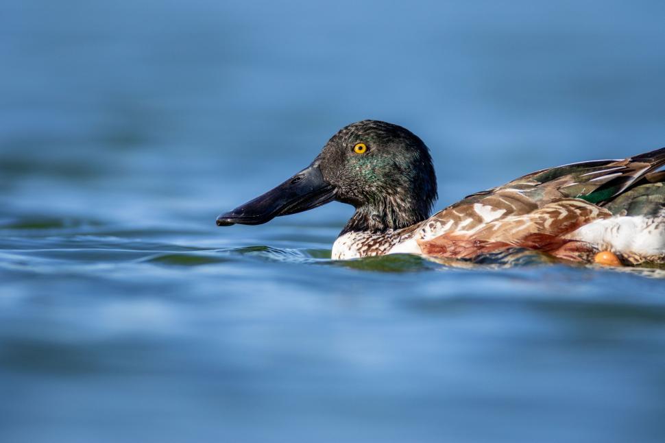 Free Image of A duck swimming in blue waters on a sunny day 