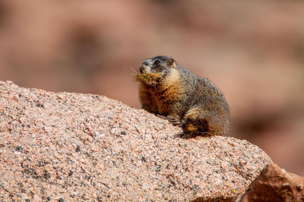 Free Image of A marmot on a rocky surface in a natural habitat 