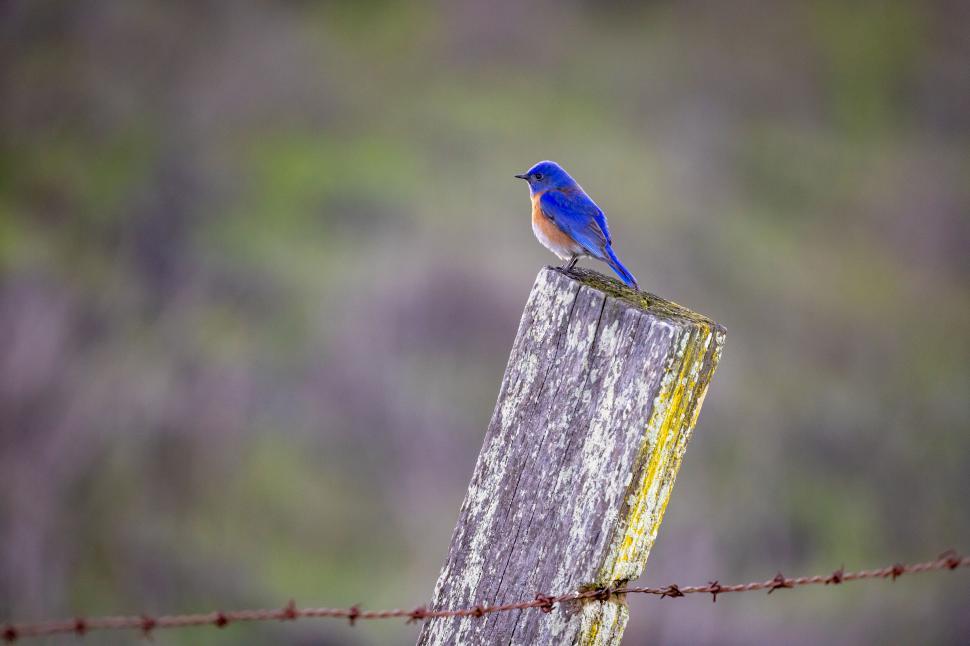 Free Image of Small bluebird perched on a rustic wooden post 