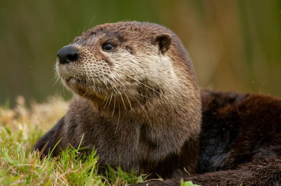 Free Image of Close-up of a river otter relaxing on green grass 