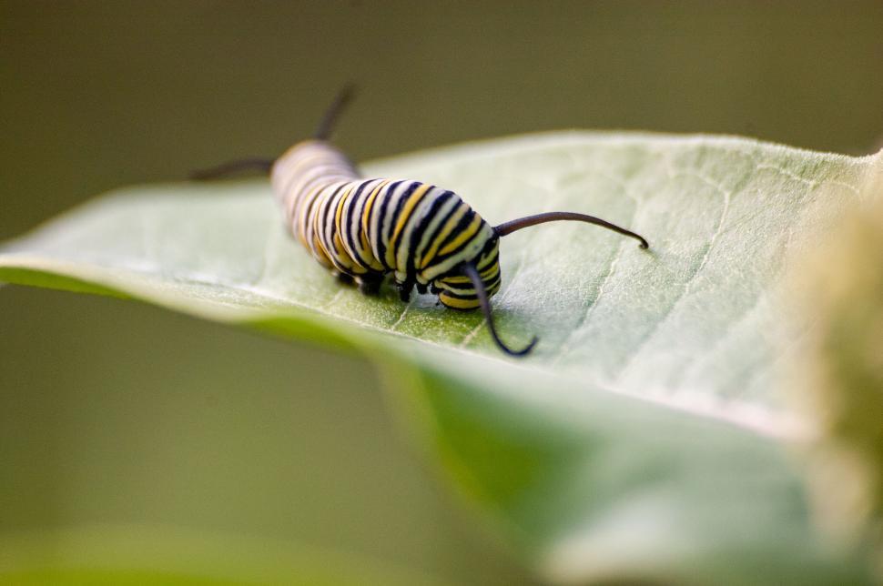 Free Image of Striped caterpillar crawling on a green leaf 