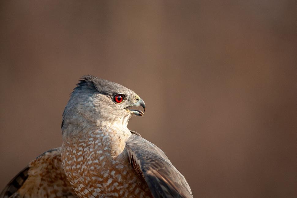 Free Image of Close-up of a hawk with detailed feathers and red eye 