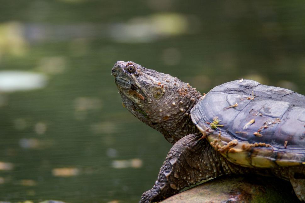 Free Image of Snapping turtle on a rock beside a calm pond 