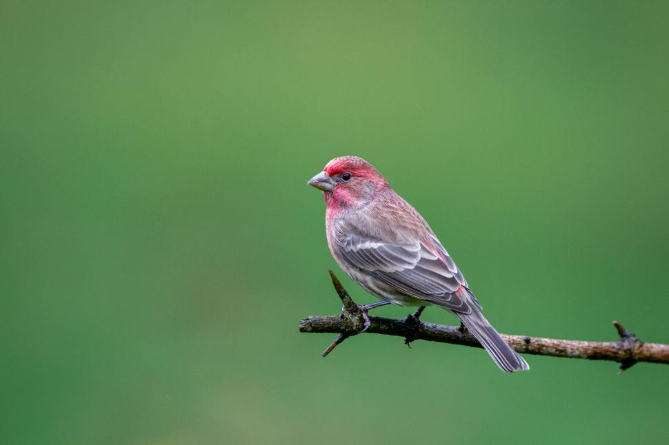 Free Image of Small red bird perched on a branch with green background 