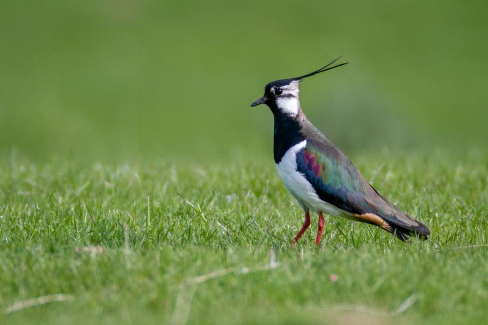 Free Image of Colorful bird with long crest standing on green grass 
