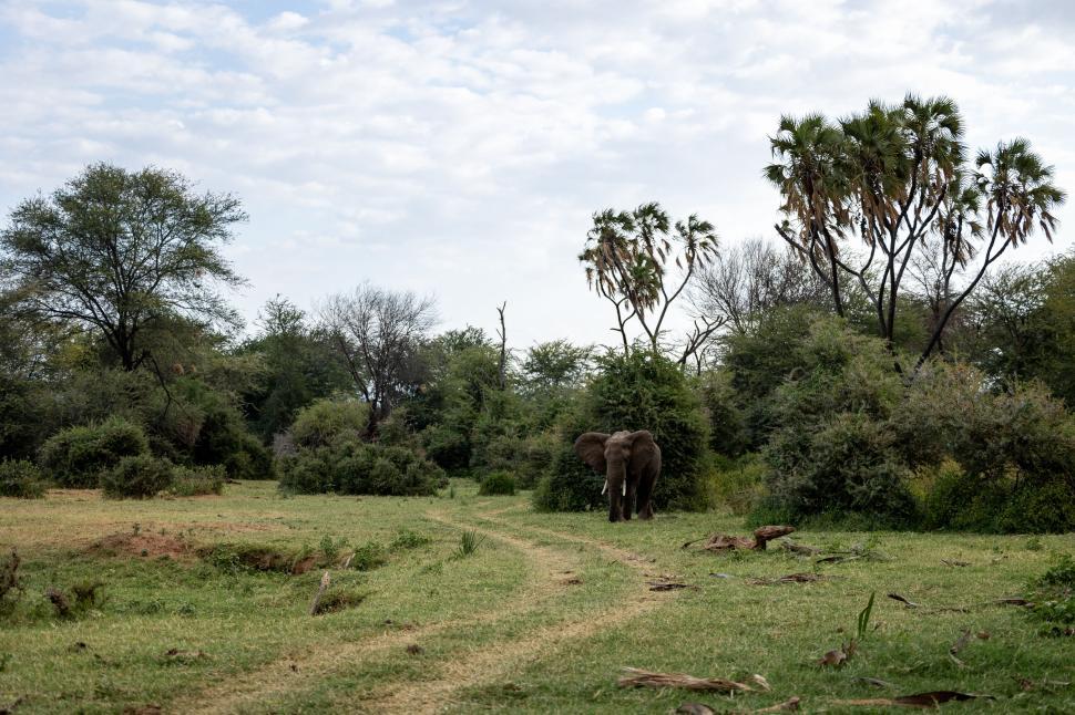 Free Image of Elephant walking away on a trail through lush landscape 