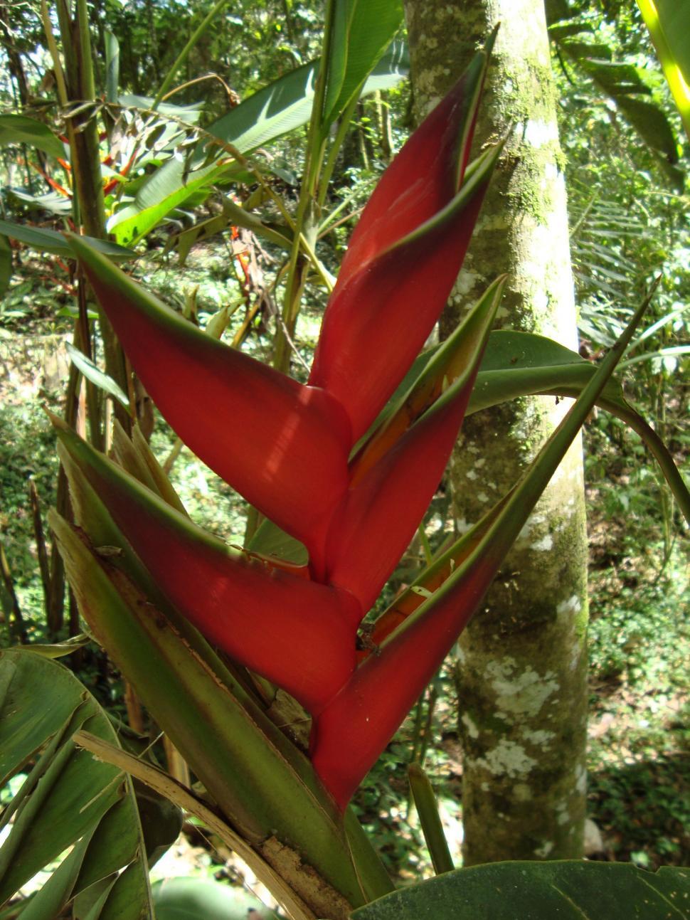 Free Image of Tropical flowers 