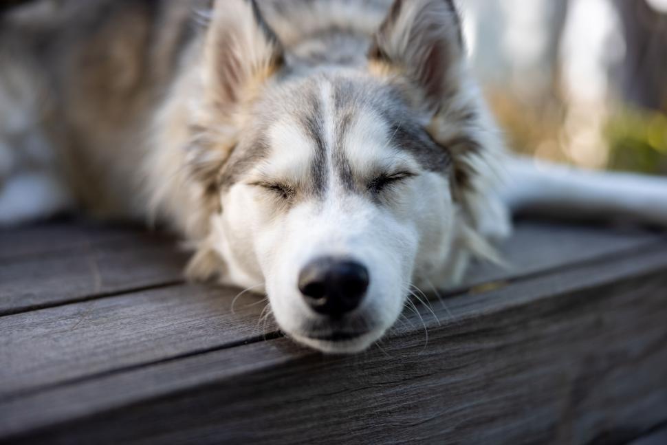 Free Image of Partially visible animal with fuzzy fur on wood 