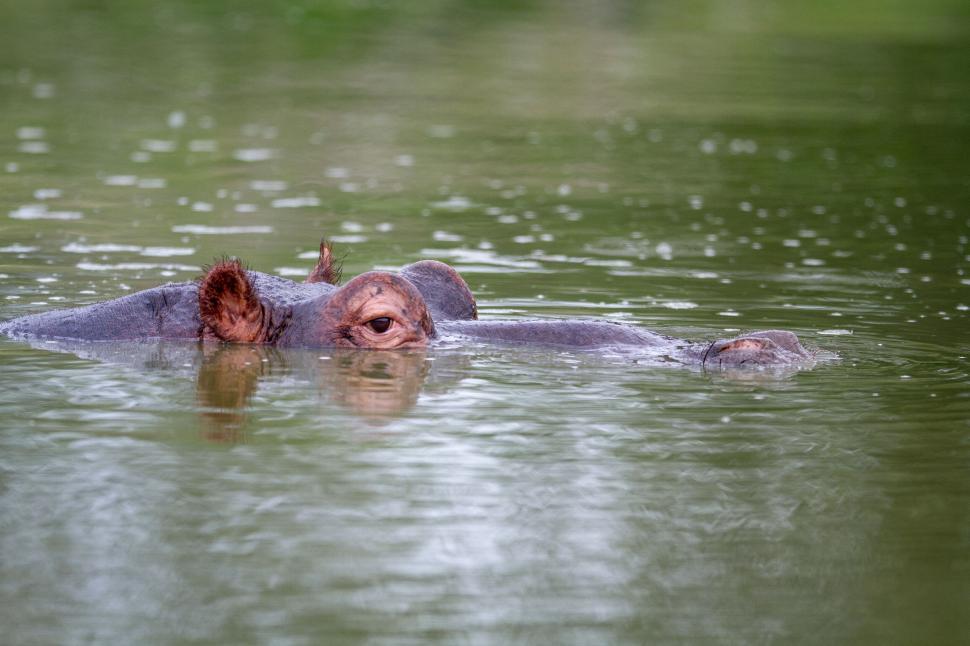 Free Image of Hippo s eyes and ears just above water surface 