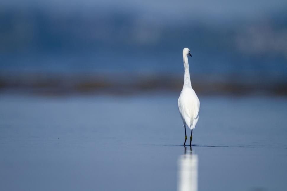 Free Image of White bird standing still in calm shallow water 