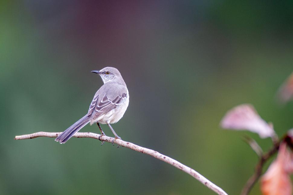 Free Image of Graceful bird perched on a delicate thin branch 