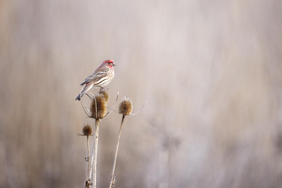 Free Image of Red-headed finch on brown thistle in a blurry field 