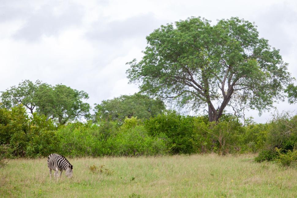 Free Image of Zebra grazing in a green field with tall trees background 