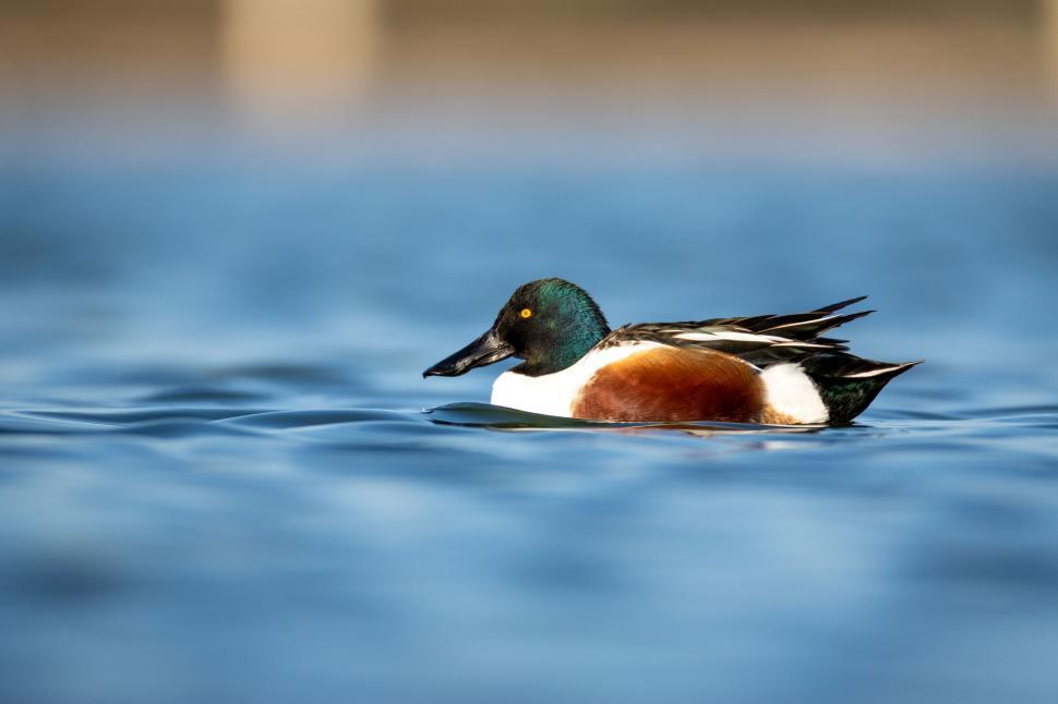 Free Image of Colorful duck floating in water with a blurred backdrop 