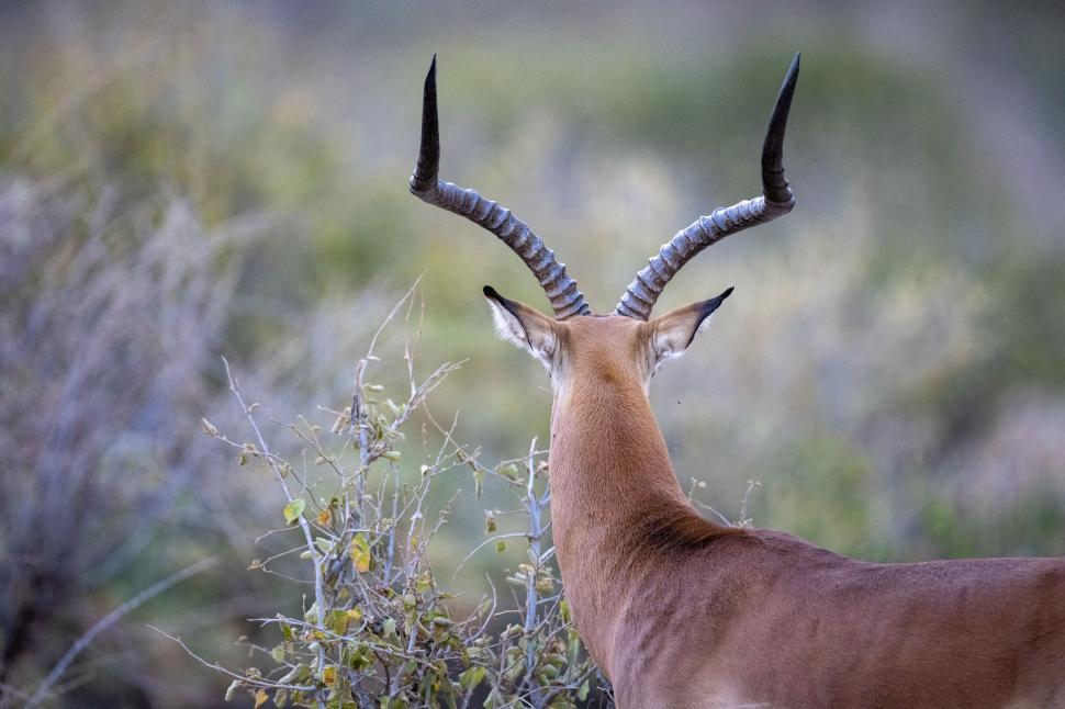 Free Image of Antelope facing away with long horns in a green field 