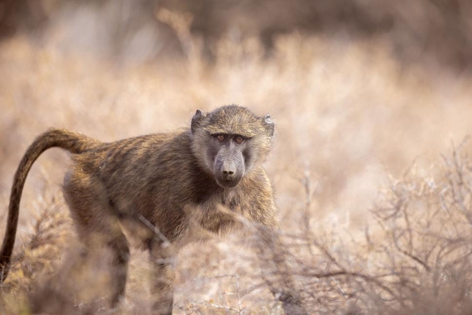 Free Image of Baboon standing in dry brush with intense focus 