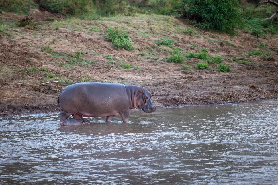 Free Image of Hippopotamus entering water from muddy riverbank 