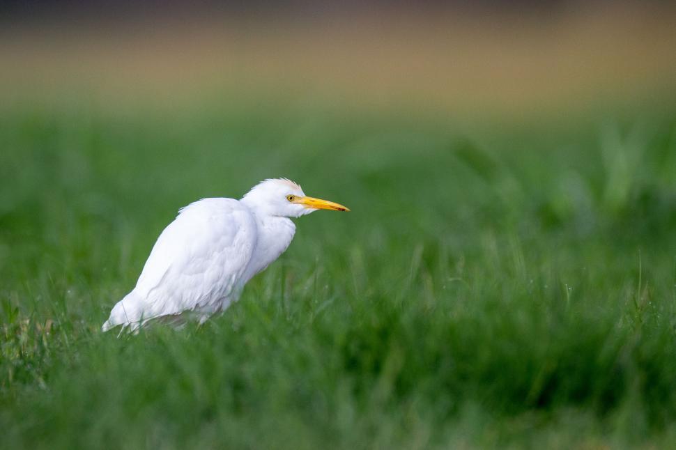 Free Image of White bird standing in green grass side view shot outdoors 