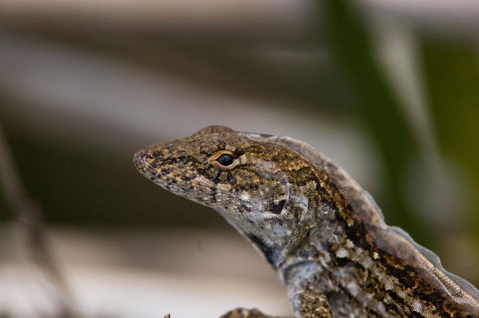 Free Image of Close-up portrait of a brown and tan reptile outdoors 