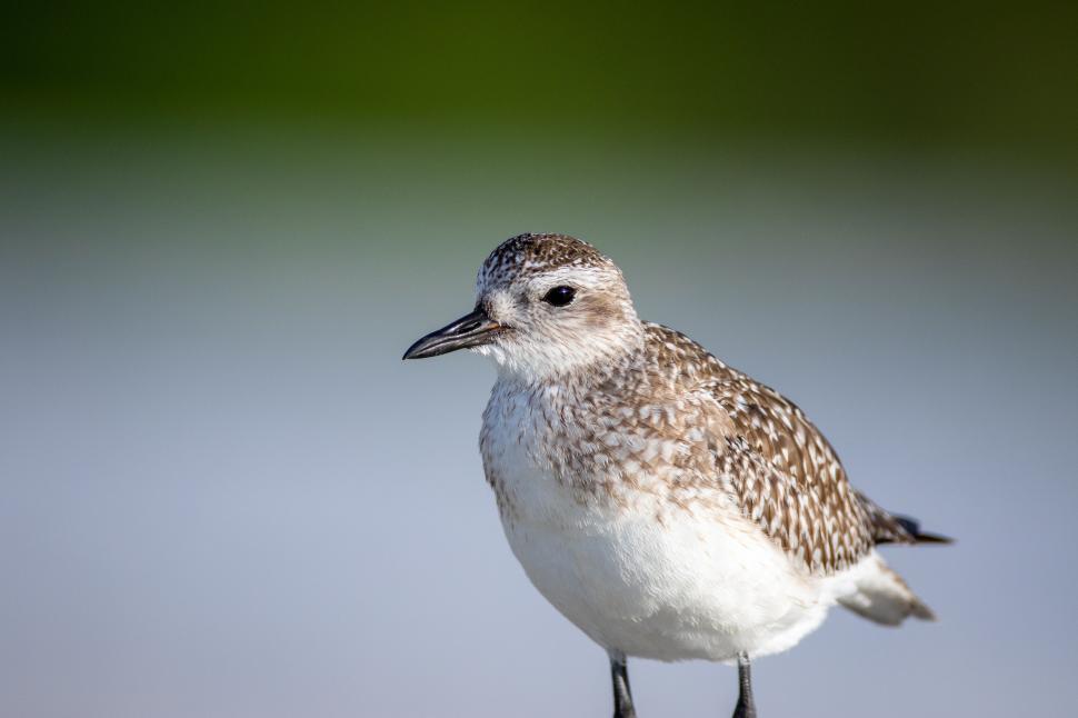 Free Image of Small white and brown bird perching in natural habitat 