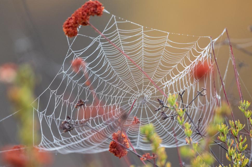 Free Image of Intricate spiderweb with morning dew in natural setting 