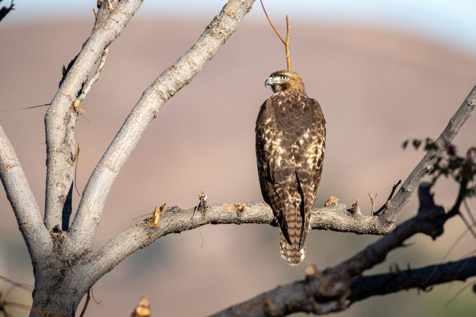 Free Image of Brown hawk perched on a tree branch during daytime 