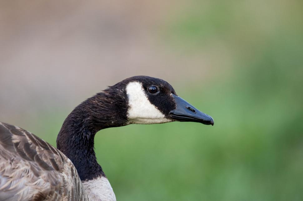 Free Image of Close-up of a Canadian goose with a blurred background 