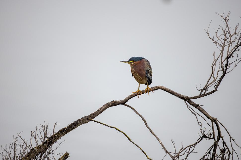 Free Image of Small colorful bird perched on a branch by the waterside 