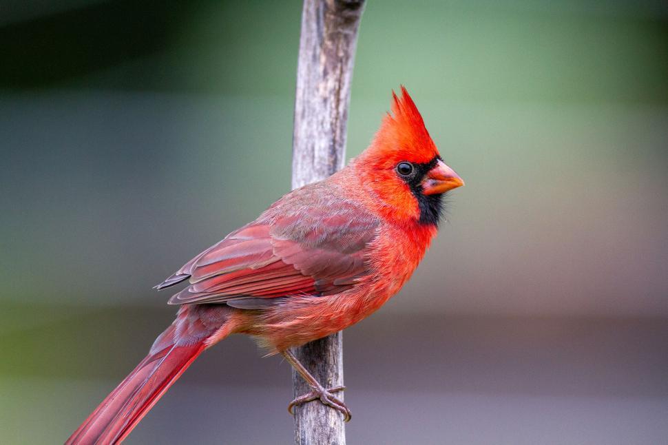 Free Image of Vibrant red cardinal sitting on a branch with green backdrop 