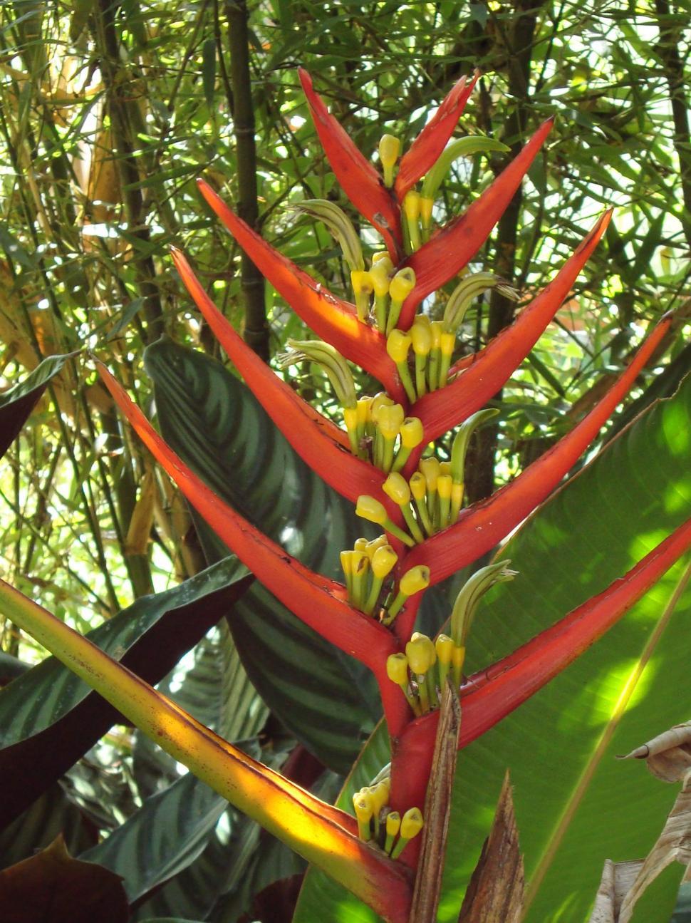 Free Image of ave del paraiso 