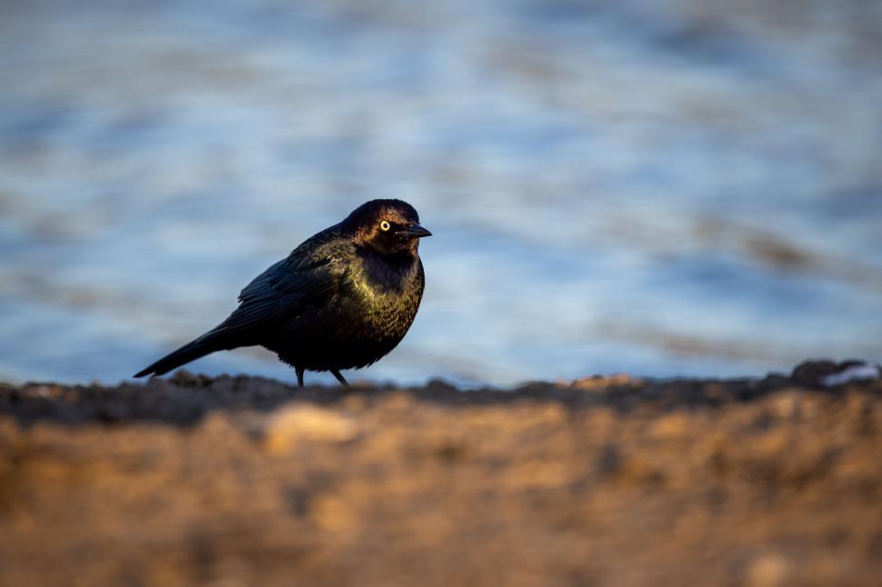 Free Image of Small black bird perching near water with a blurred background. 