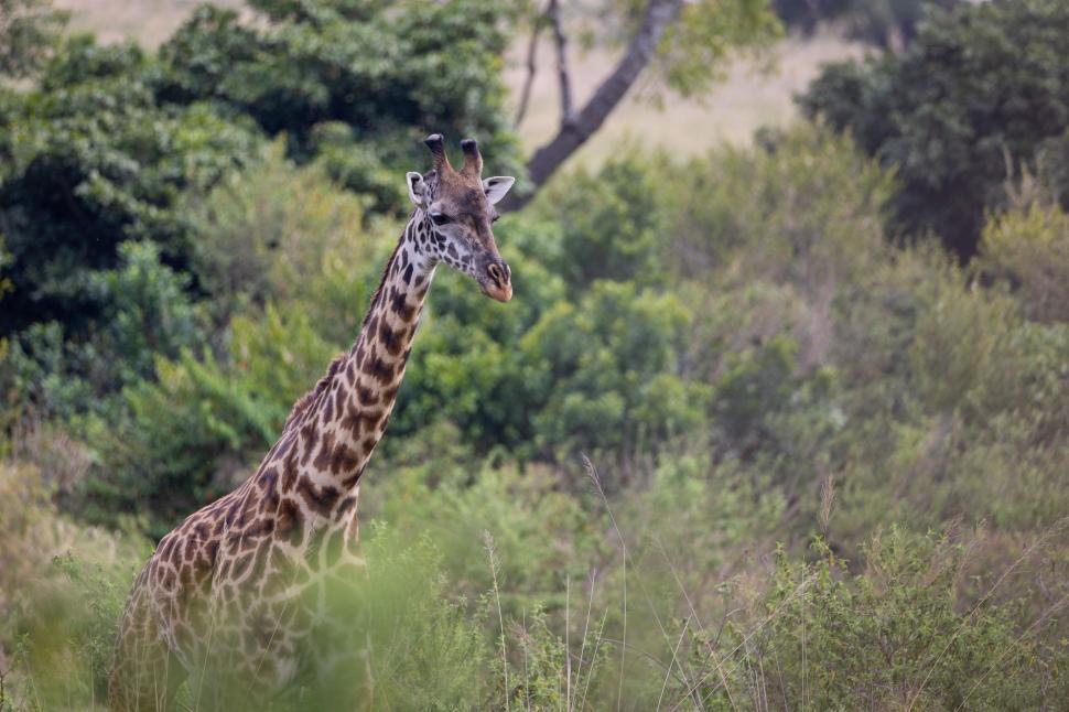 Free Image of Giraffe standing tall amongst green foliage in the wild. 