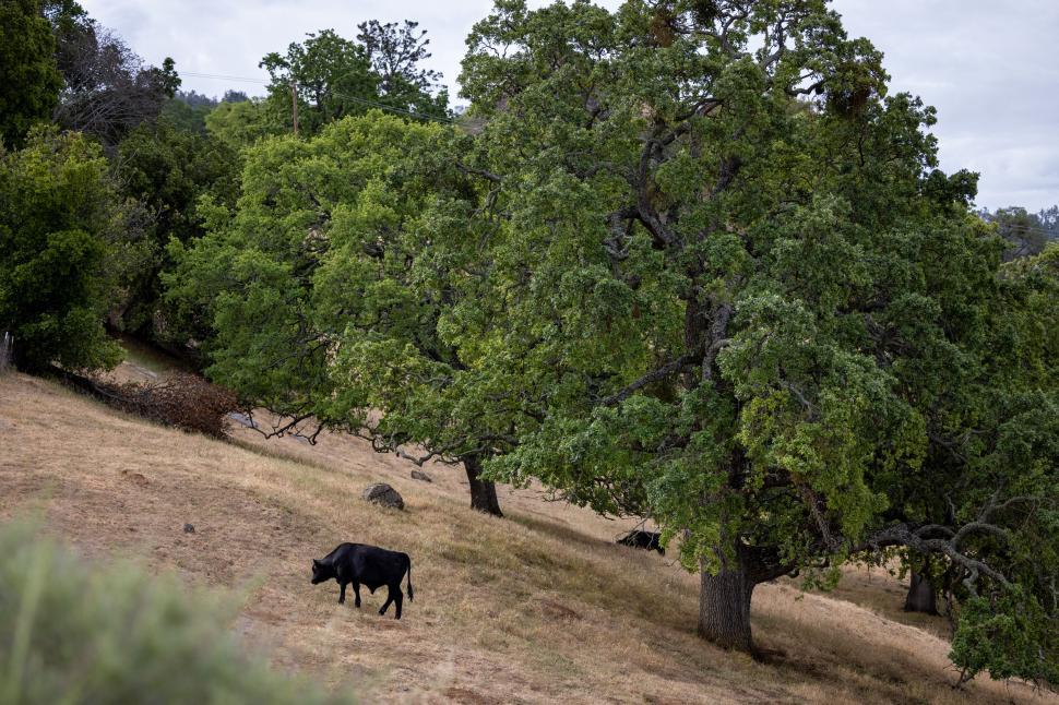 Free Image of Black cow grazing under large trees in a meadow 