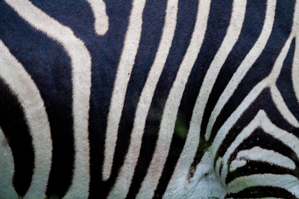 Free Image of Close-up of zebra s black and white striped pattern 