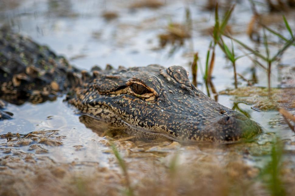 Free Image of Alligator submerged in water with eyes above surface area 