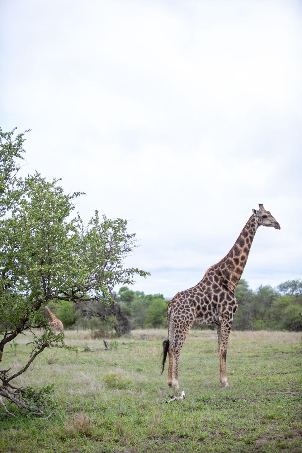 Free Image of Giraffe stands tall beside tree on grassy plain area 