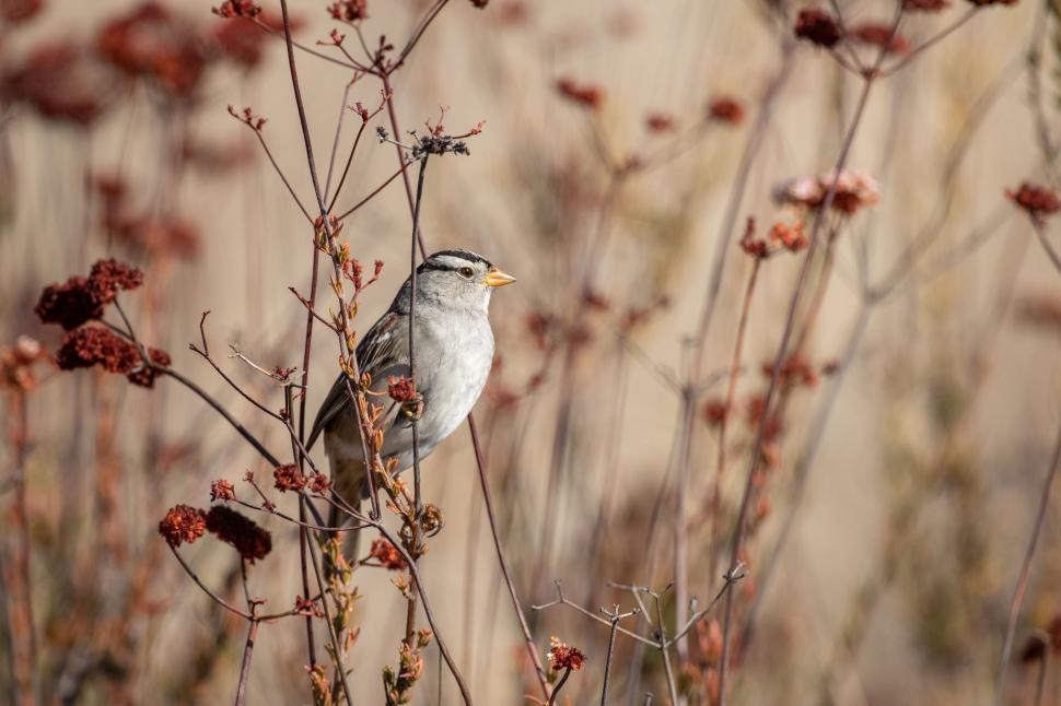 Free Image of Small brown bird perched on delicate red stems. 