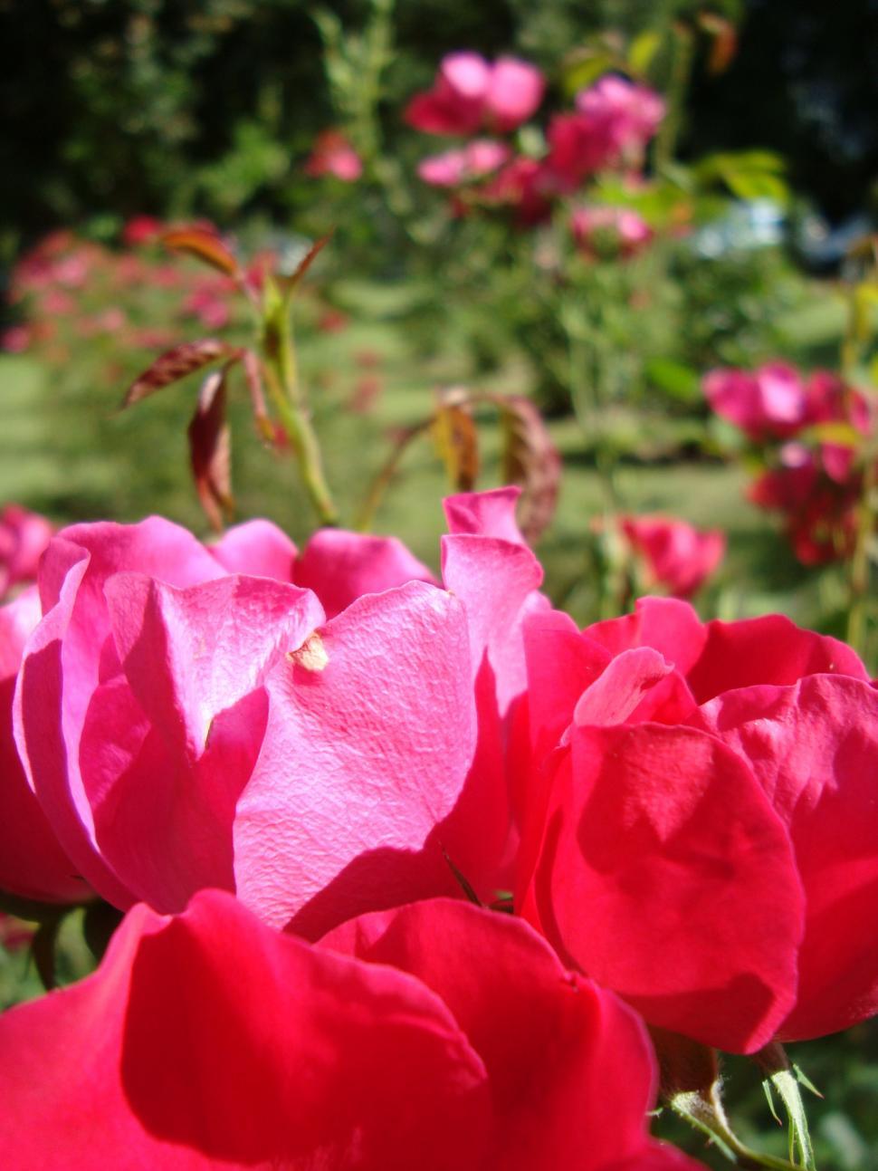 Free Image of Tropical flowers 