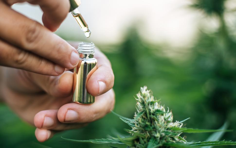 Free Image of Close up hand of Marijuana researcher holding a chemical dropper filled with cannabis extract. Cannabis business and alternative medicine concept. 
